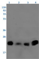 RLN2 Antibody in Western Blot (WB)