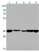 PHB2 Antibody in Western Blot (WB)