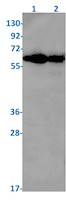 RBPJ Antibody in Western Blot (WB)