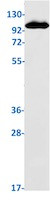 RB1 Antibody in Western Blot (WB)