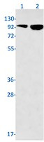 Phospho-RB1 (Ser811) Antibody in Western Blot (WB)