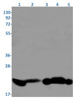 RAP1B Antibody in Western Blot (WB)