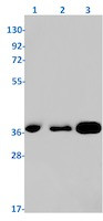 RACK1 Antibody in Western Blot (WB)