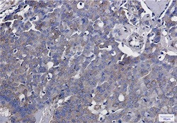 RAB5A Antibody in Immunohistochemistry (Paraffin) (IHC (P))