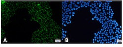 PDHA1 Antibody in Immunocytochemistry (ICC/IF)