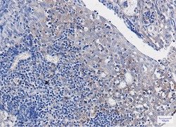 PUM1 Antibody in Immunohistochemistry (Paraffin) (IHC (P))