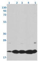 BBC3 Antibody in Western Blot (WB)