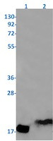 PTN Antibody in Western Blot (WB)