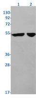 PTDSS2 Antibody in Western Blot (WB)