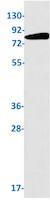 PROX1 Antibody in Western Blot (WB)
