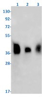 PRKACG Antibody in Western Blot (WB)