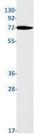 PRKCH Antibody in Western Blot (WB)