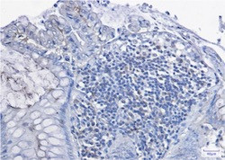 Prkcd Antibody in Immunohistochemistry (Paraffin) (IHC (P))