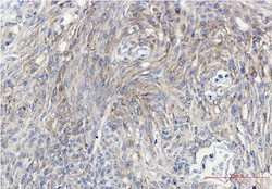 Phospho-PRKCG (Thr514) Antibody in Immunohistochemistry (Paraffin) (IHC (P))