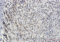 PIN1 Antibody in Immunohistochemistry (Paraffin) (IHC (P))