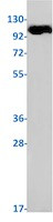 PIK3CG Antibody in Western Blot (WB)