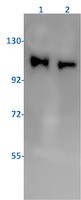 PIK3CB Antibody in Western Blot (WB)
