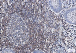 EGLN3 Antibody in Immunohistochemistry (Paraffin) (IHC (P))