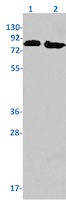 PFKL Antibody in Western Blot (WB)