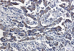 PRDX5 Antibody in Immunohistochemistry (Paraffin) (IHC (P))