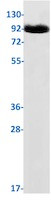 POSTN Antibody in Western Blot (WB)
