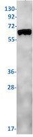 PDPK1 Antibody in Western Blot (WB)