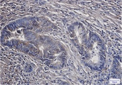 PCK2 Antibody in Immunohistochemistry (Paraffin) (IHC (P))