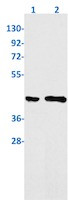 PCBP2 Antibody in Western Blot (WB)