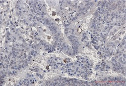 PXN Antibody in Immunohistochemistry (Paraffin) (IHC (P))