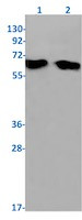 P4HB Antibody in Western Blot (WB)