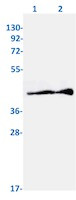 Phospho-MAPK14 (Thr180) Antibody in Western Blot (WB)