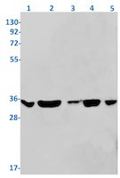 OTUB1 Antibody in Western Blot (WB)