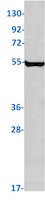 NUF2 Antibody in Western Blot (WB)