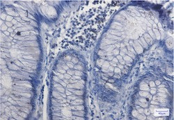NRF1 Antibody in Immunohistochemistry (Paraffin) (IHC (P))
