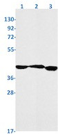 NODAL Antibody in Western Blot (WB)