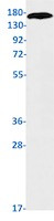 SLC12A1 Antibody in Western Blot (WB)