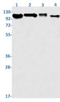 NCSTN Antibody in Western Blot (WB)