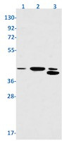 NFYA Antibody in Western Blot (WB)