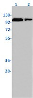 Phospho-NFATC1 (Ser237) Antibody in Western Blot (WB)