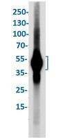 RBFOX3 Antibody in Western Blot (WB)