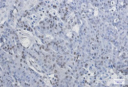 NELFE Antibody in Immunohistochemistry (Paraffin) (IHC (P))