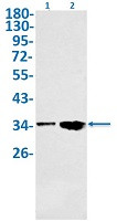 NEK7 Antibody in Western Blot (WB)