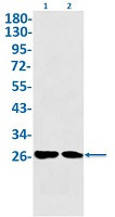 NDUFS3 Antibody in Western Blot (WB)
