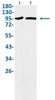 N4Bp1 Antibody in Western Blot (WB)