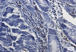 MPO Antibody in Immunohistochemistry (Paraffin) (IHC (P))