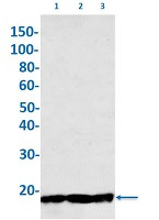 MBP Antibody in Western Blot (WB)