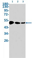 CHRM2 Antibody in Western Blot (WB)