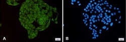 NUDT1 Antibody in Immunocytochemistry (ICC/IF)