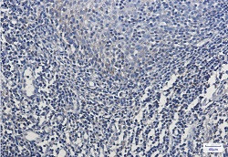 MT-CO2 Antibody in Immunohistochemistry (Paraffin) (IHC (P))