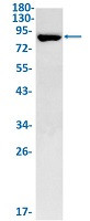 ADAM8 Antibody in Western Blot (WB)